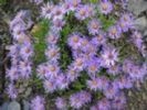 Tatarian Aster Extract